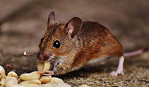 24 Hour & Emergency Exterminators in Thomas, OK
